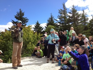 As many as 12,000 hawks sail past Pack Monadnock in kettles in a few hours during peak migration. Courtesy of Audubon