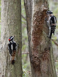 Downy Woodpeckers nesting; photo by Anne Marie Warren 2008
