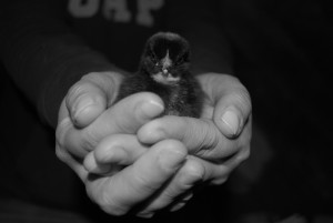 chick in hands