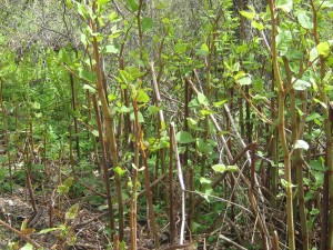 Knotweed