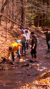 Fourth and fifth graders identify and count aquatic invertebrates in Mills Brook.