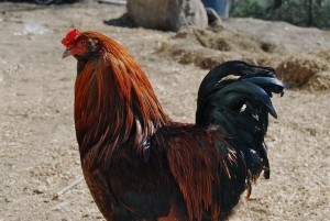 Oxbow rooster in the sun