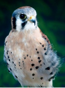 This photo was taken by author’s friend Joy Marzolf at the Mass. Audubon Broadmoor Sanctuary in Massachusetts. 