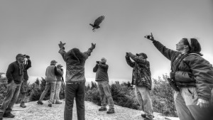 Maria Colby releases a rehabilitated broad-winged hawk into the air. Photo by Andre Moraes