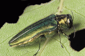 Em Ash Borer adult_on_leaf