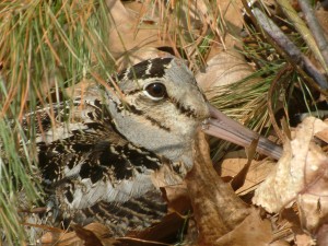 Photo by Joy Marzolf, Mass. Audubon Broadmoor Sanctuary, Natick, MA.