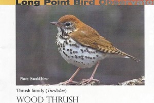 Photo courtesy of Long Point Bird Observatory Tom will guide a canoe trip on Howe Reservoir on June 12 at 7:30 pm to listen to the songs of the Wood Thrush, Hermit Thrush and Veery. Call 563-7194 for details.