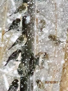 REDPOLLS DURING THE SNOWS 2011