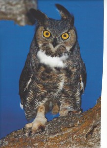 Great Horned Owl Smoky Mtn Life Magazine