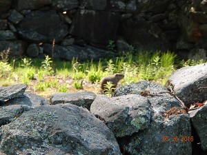 This little groundhog was spotted in the pound one day. It seems the Town Pound is still in use today even for such creatures. Photo by Hank Campbell