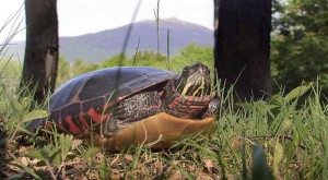 A Painted turtle sunbathes in Marlborough on Tuesday 6/2/09. Mt. Monadnock graces the background.