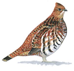 Art from Audubon.com