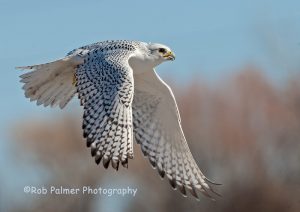 White Gyrfalcon