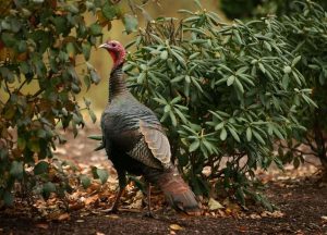 wild-turkey-www-newstimes-com